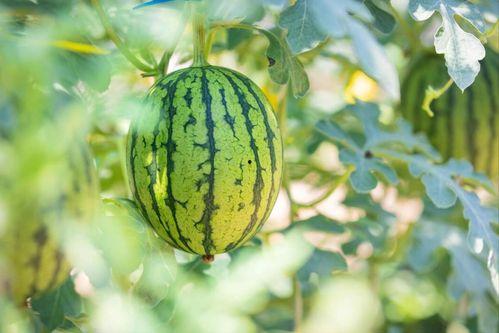 哪里吃热门瓜好吃,揭秘各地热门瓜果的绝妙吃法