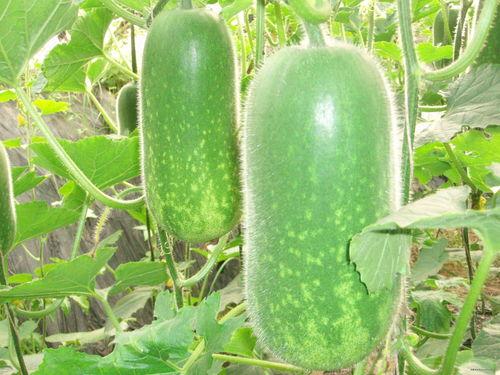 卖瓜阿姨吃瓜照片高清,卖瓜阿姨的甜蜜瞬间