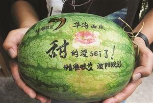 恐龙吃瓜手机壳,趣味与时尚的完美结合