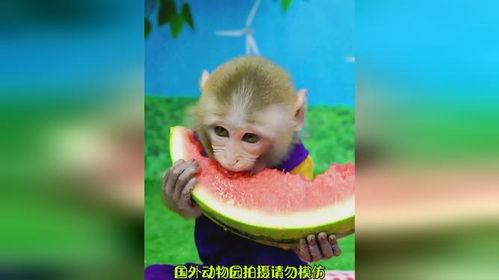 猴子吃瓜儿童