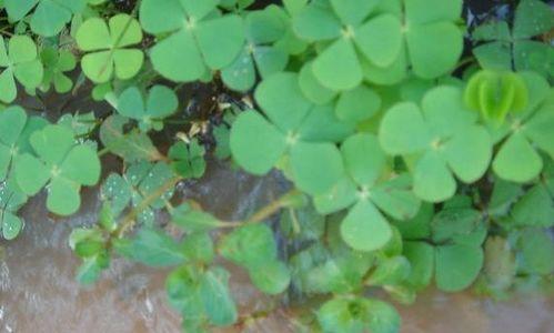 兔子吃花蜜瓜吗怎么吃的,兔子如何享用花蜜瓜的甜蜜时光