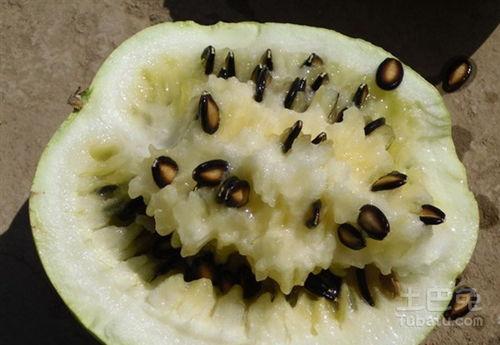 梦见儿子吃籽瓜