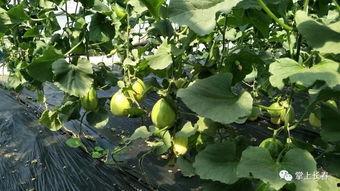 微公益吃瓜大赛,趣味公益，瓜香四溢的爱心盛宴